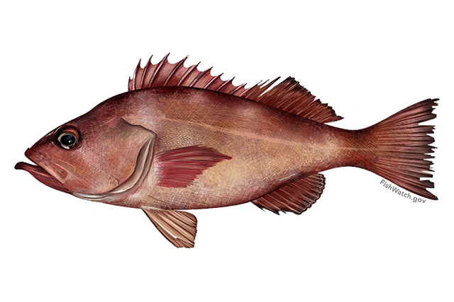 Perch PNG Clipart Background