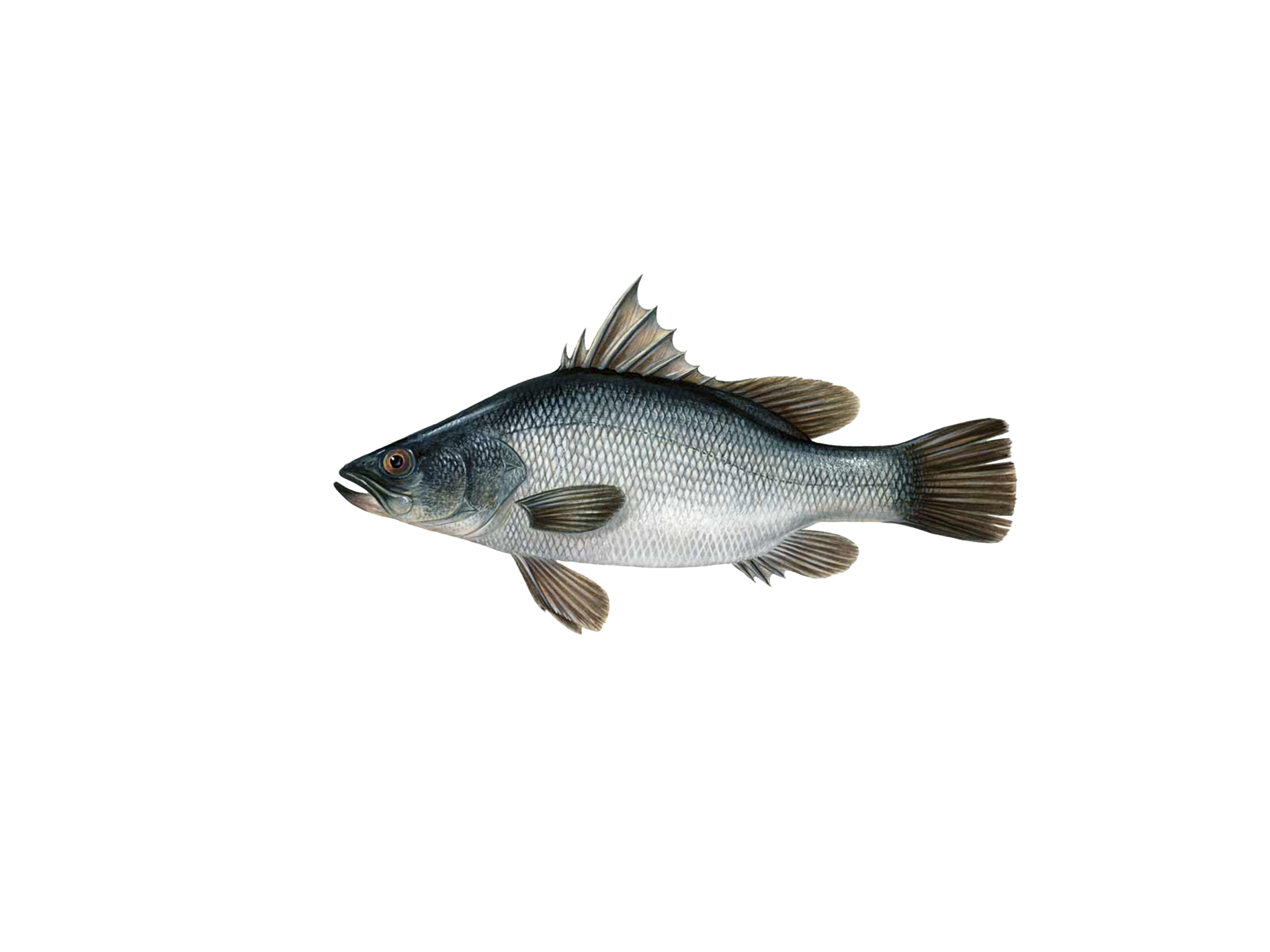 Perch PNG Free File Download