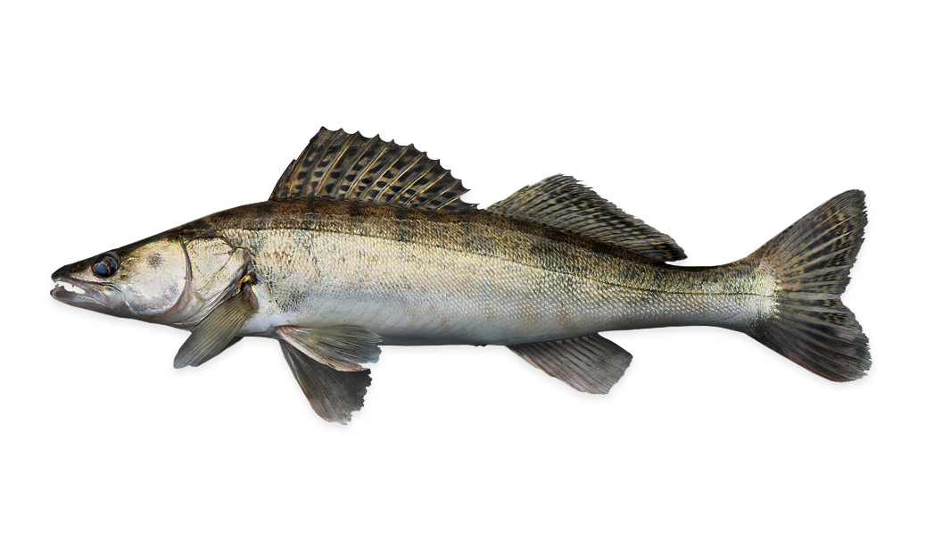Perch PNG Images HD