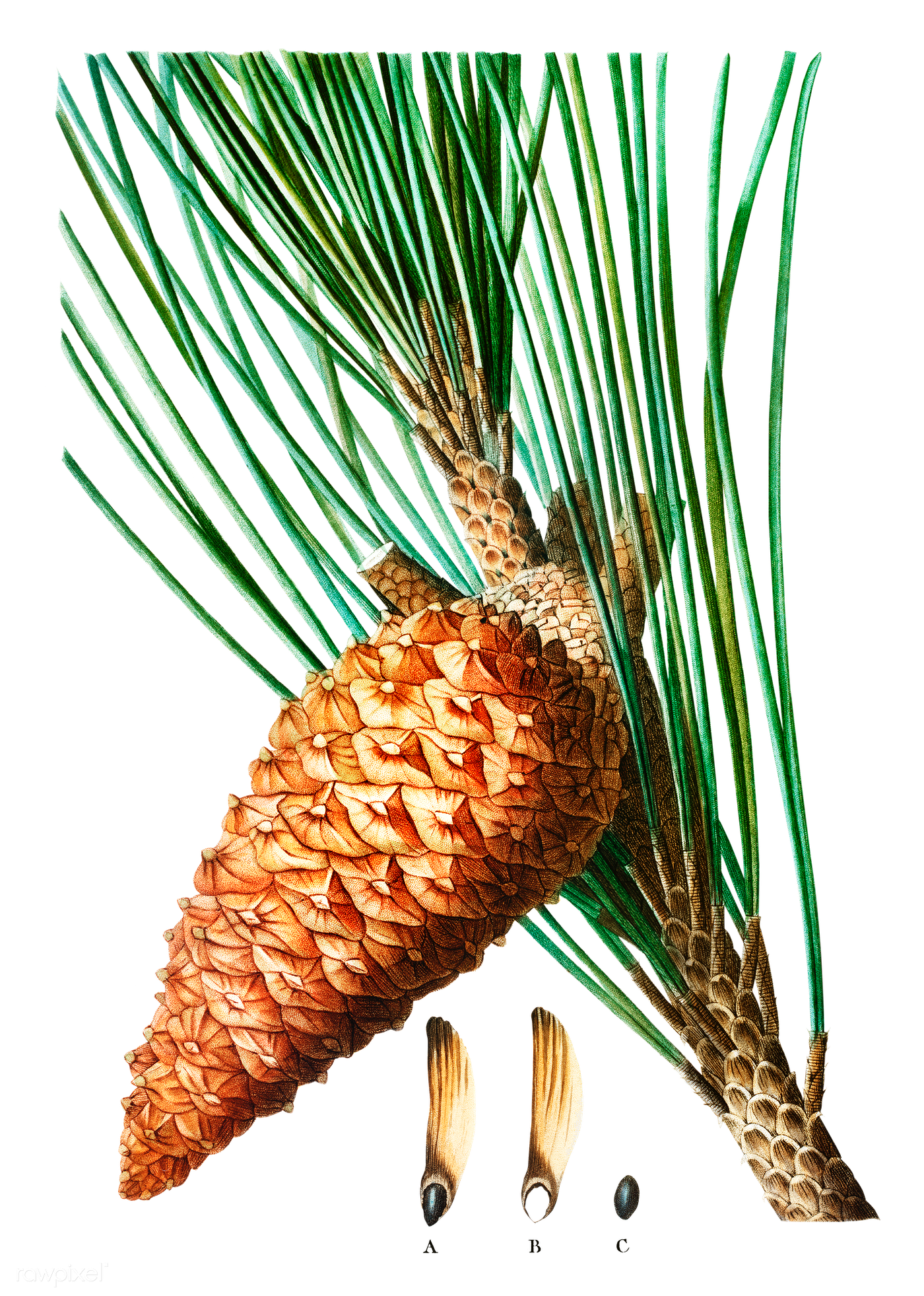 Pine Cone Illustration Background PNG Image