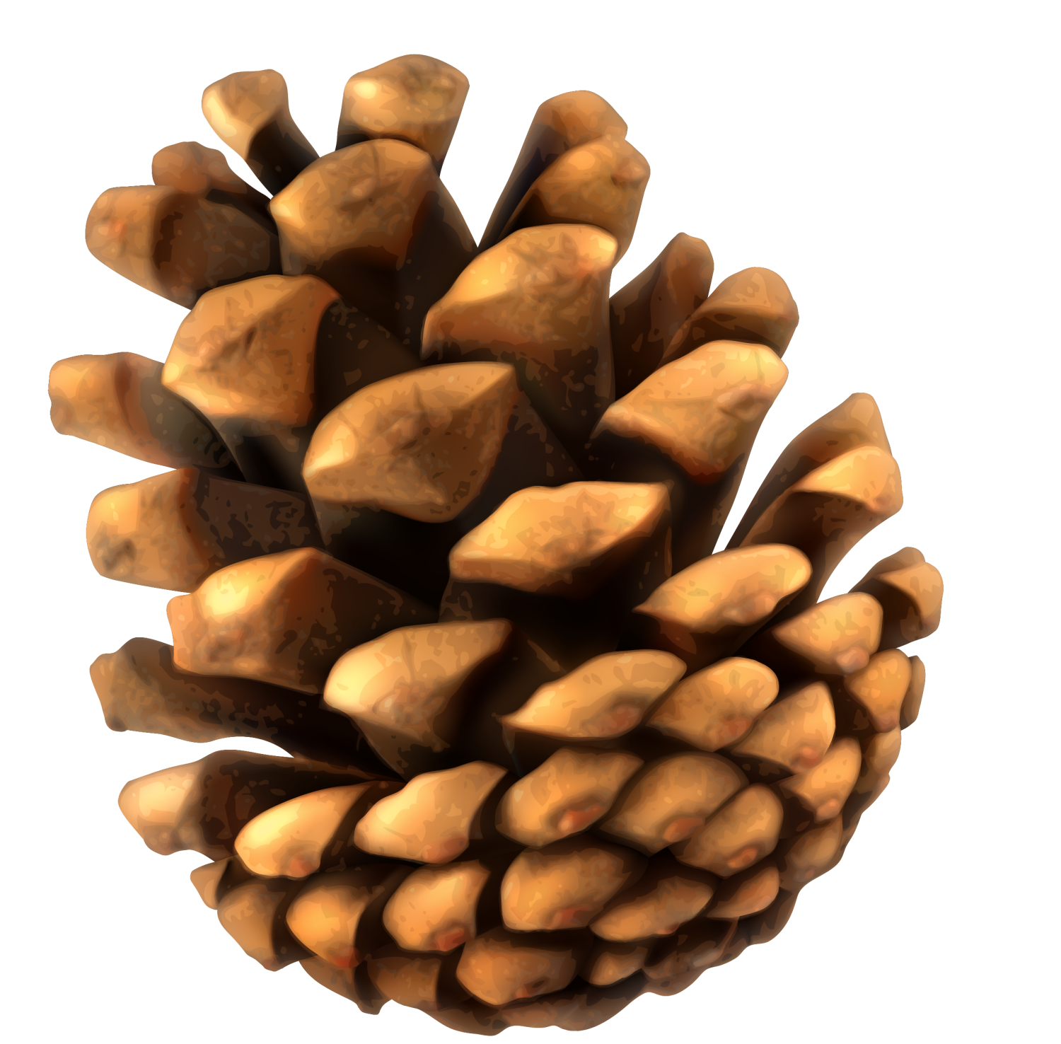 Pine Cone Illustration Free PNG