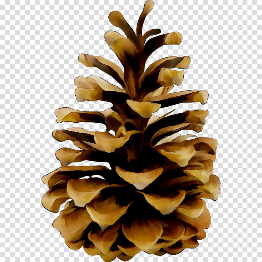 Pine Cone Illustration No Background