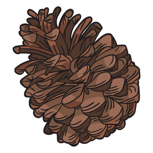 Pine Cone Illustration PNG Clipart Background
