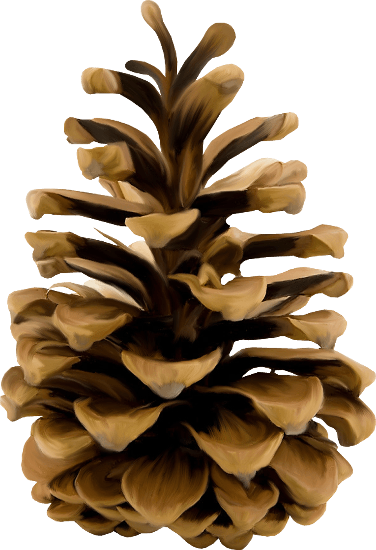 Pine Cone Illustration PNG Free File Download