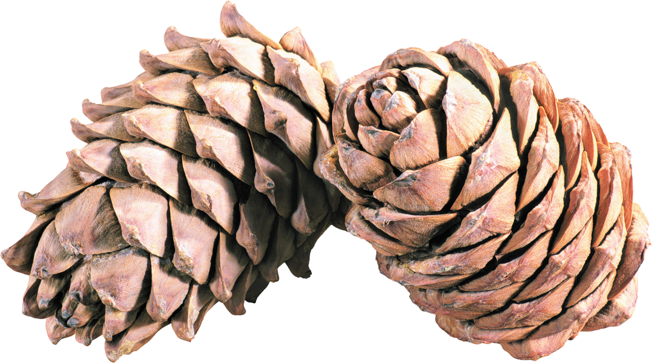 Pine Cone Illustration PNG Images HD