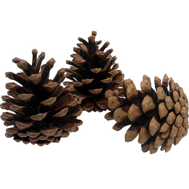 Pine Cone Illustration PNG Photo Image