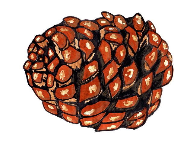 Pine Cone Illustration PNG Pic Background