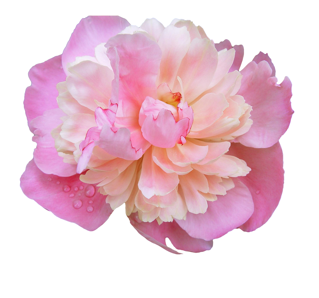 Pink Flower Background PNG Image