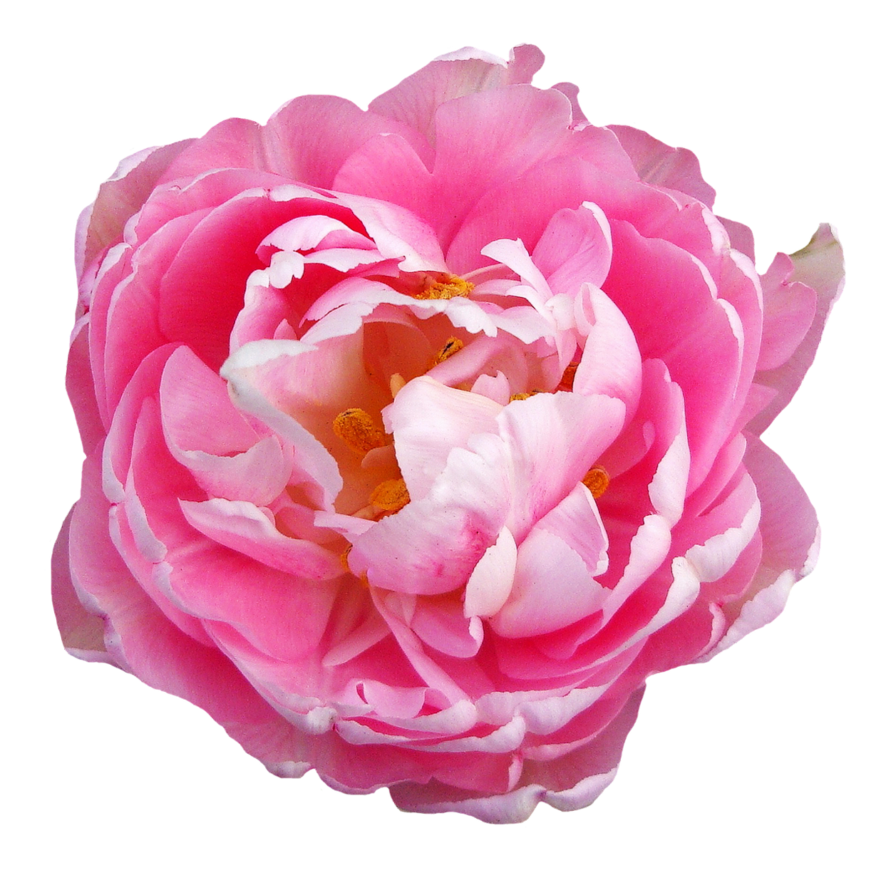 Pink Flower Free PNG