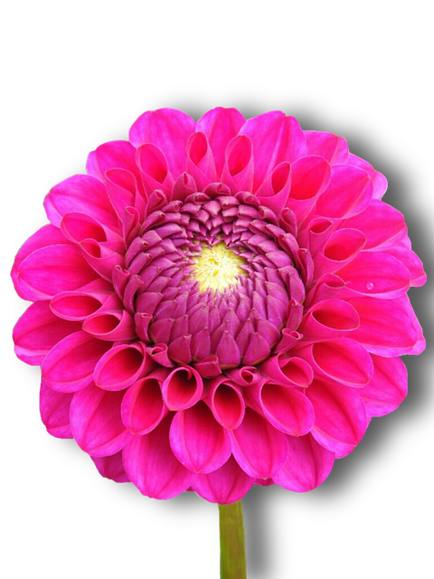 Pink Flower PNG Clipart Background
