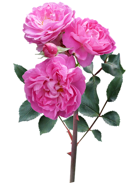 Pink Flower PNG HD Quality