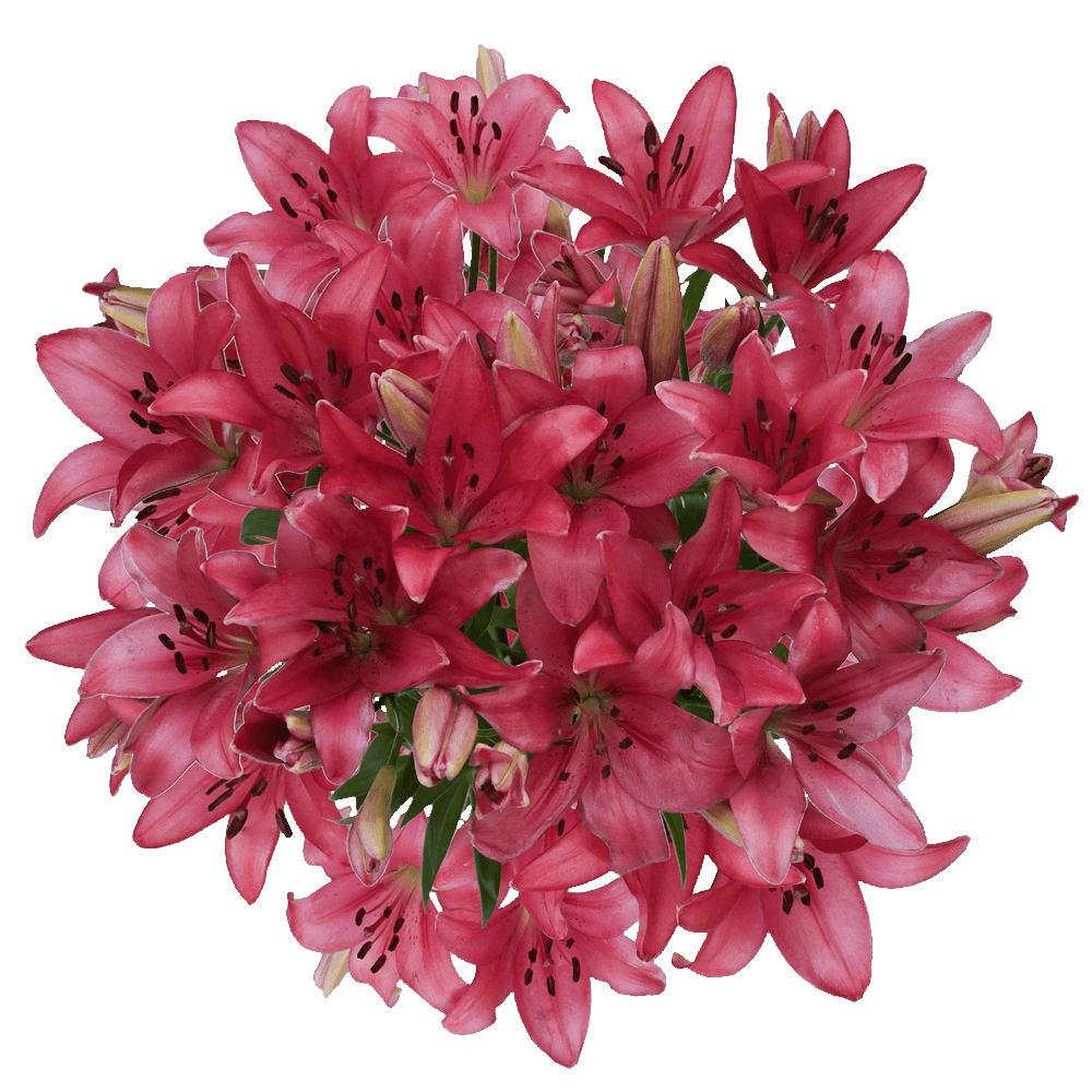 Pink Flower PNG Photos