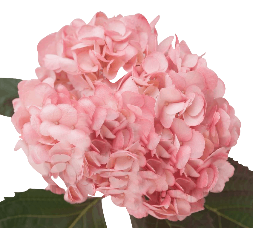 Pink Flower Transparent File