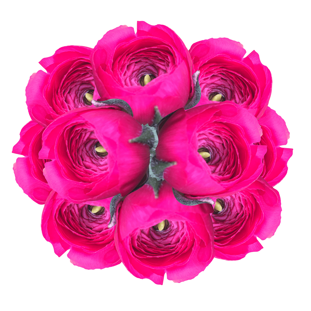 Pink Flower Transparent Image