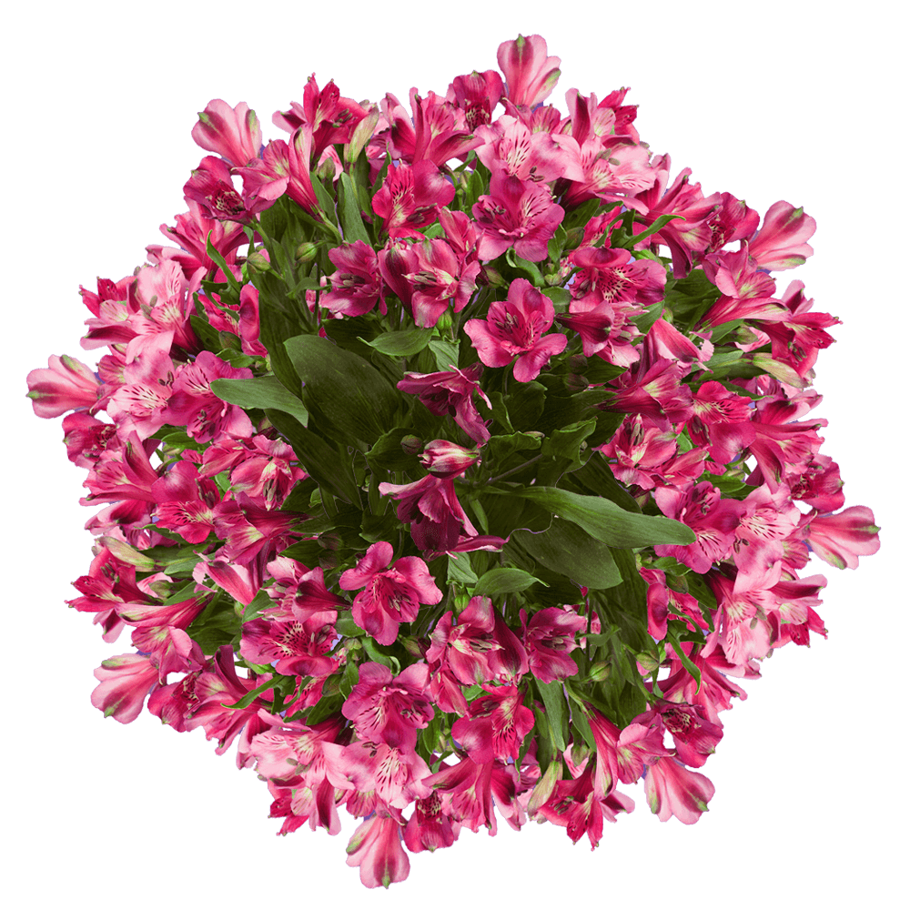 Pink Flower Transparent Images