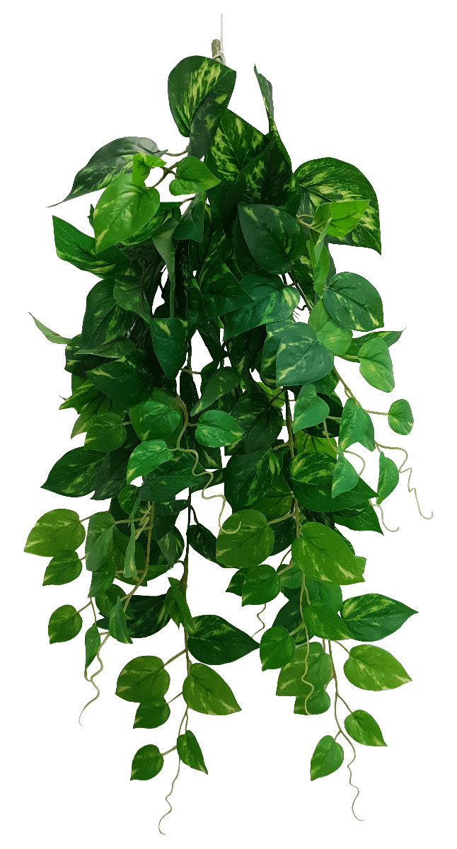 Plants Green PNG Clipart Background