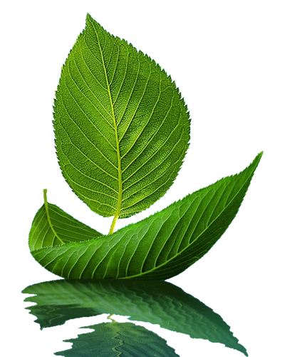 Plants Green Transparent PNG