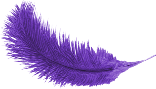 Purple Feather Transparent Background