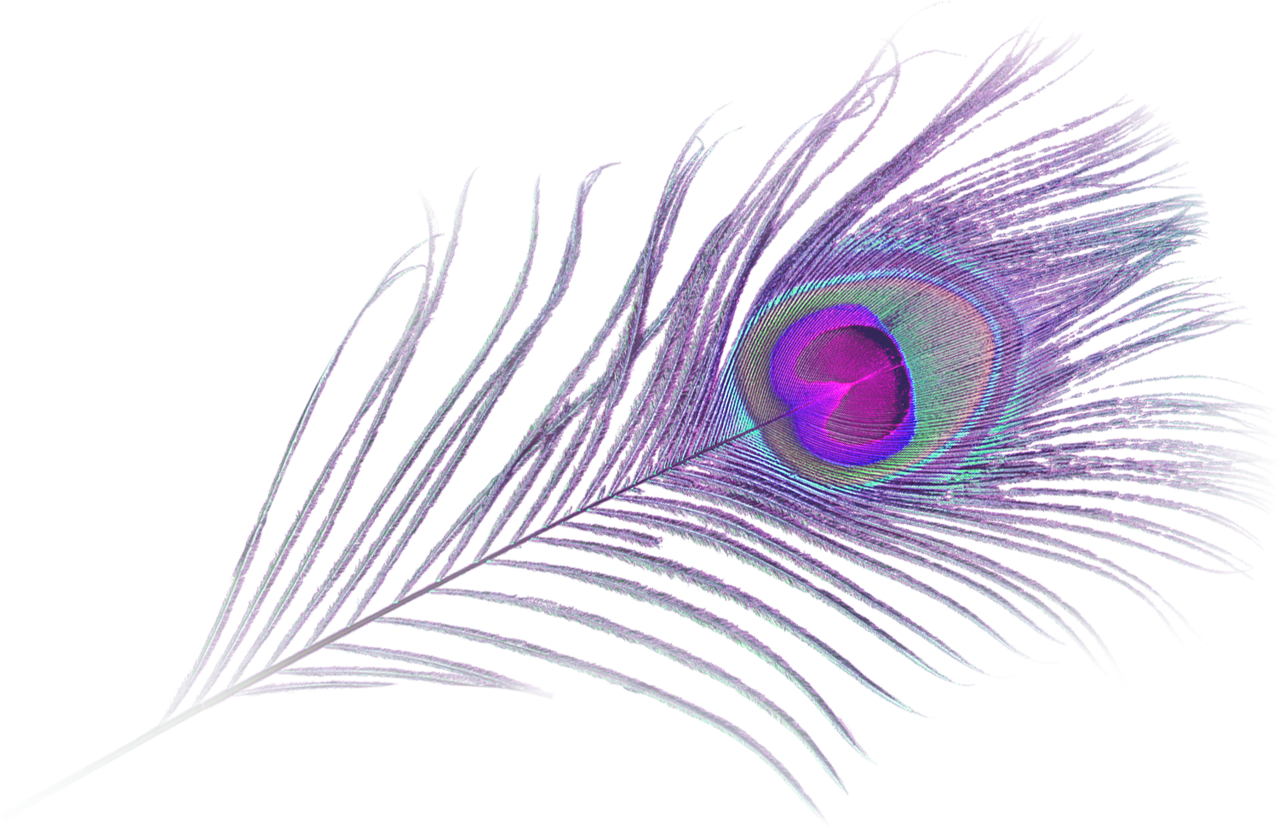Purple Feather Transparent PNG