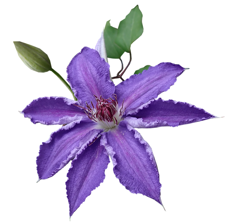 Purple Flower PNG Images Transparent Background | PNG Play