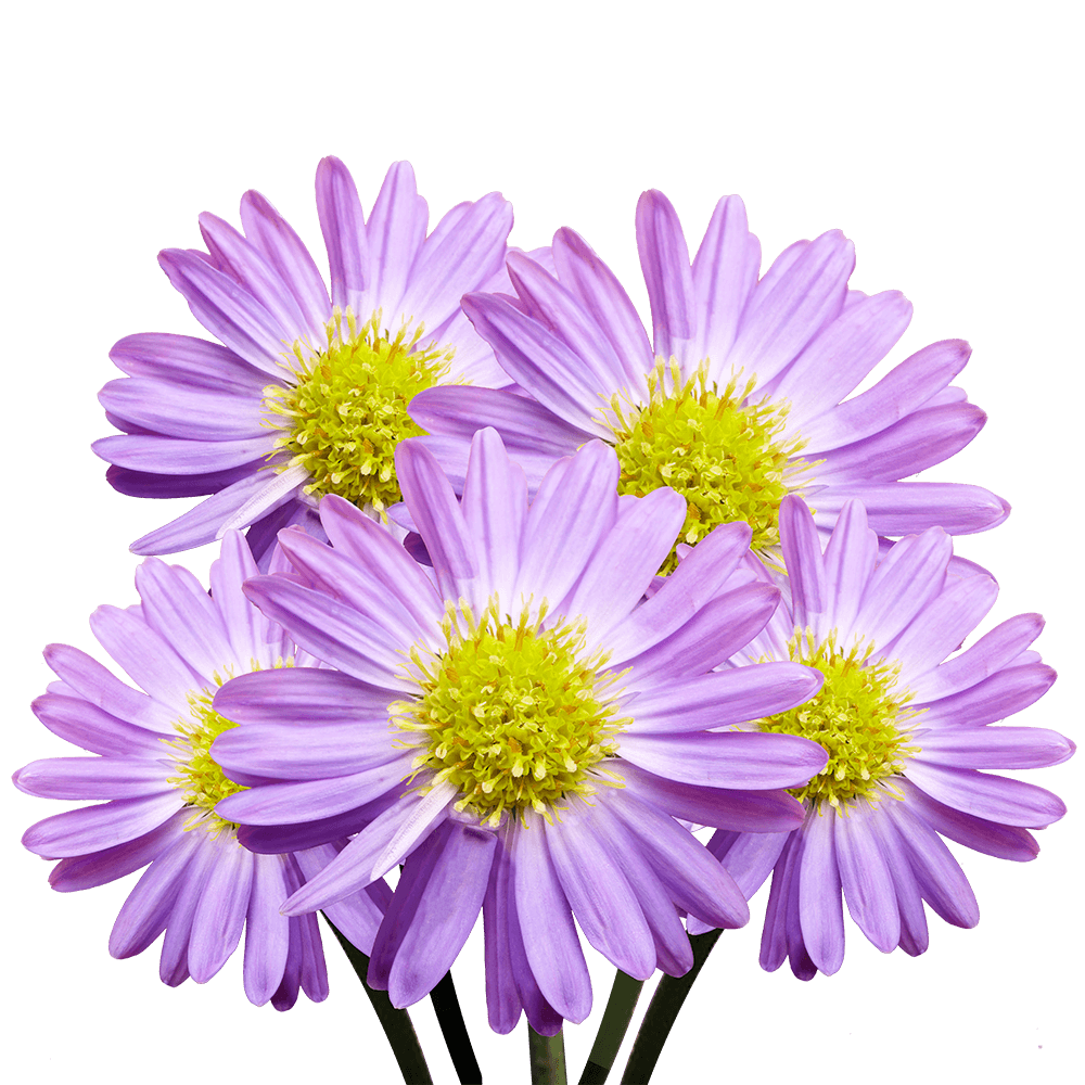 Purple Flower PNG Clipart Background