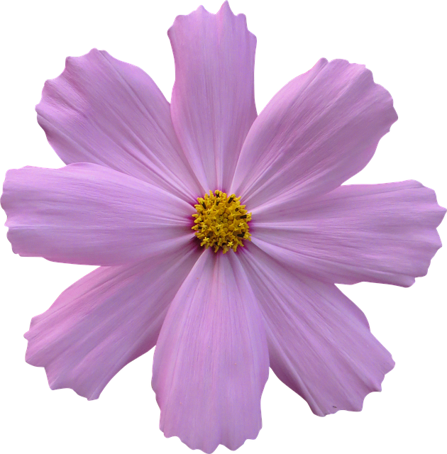 Purple Flower PNG Free File Download