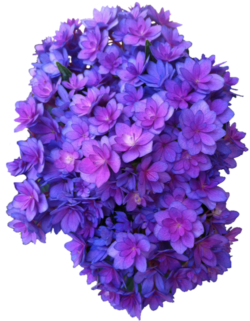 Purple Flower PNG HD Quality