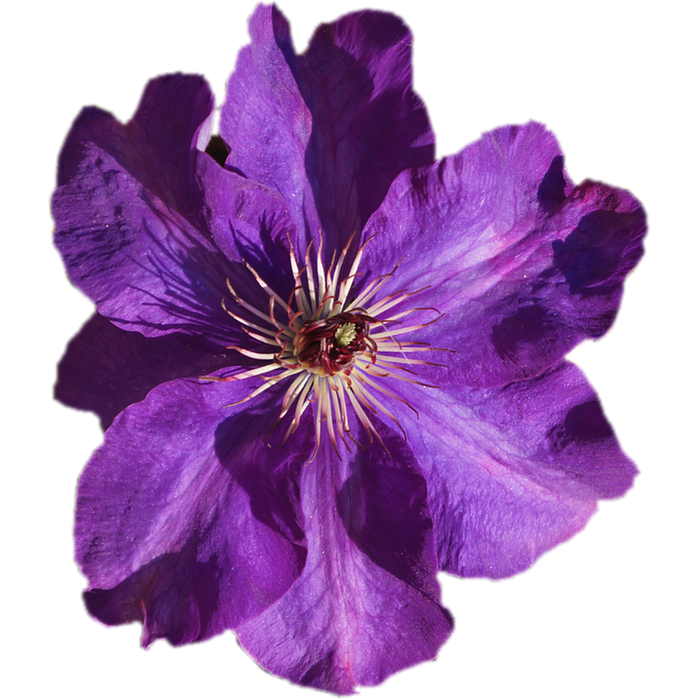 Purple Flower Transparent Images