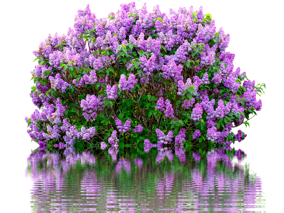 Purple Flower Transparent PNG