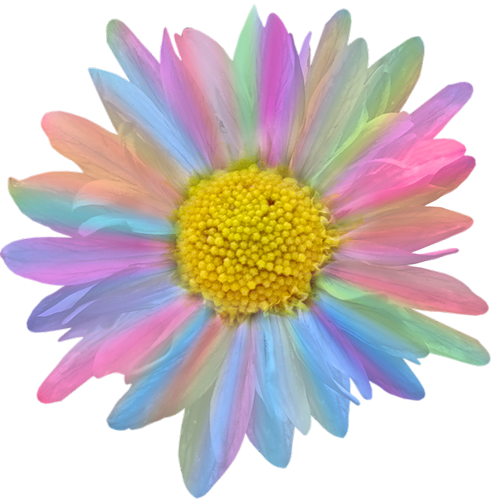 Rainbow Flower PNG HD Quality