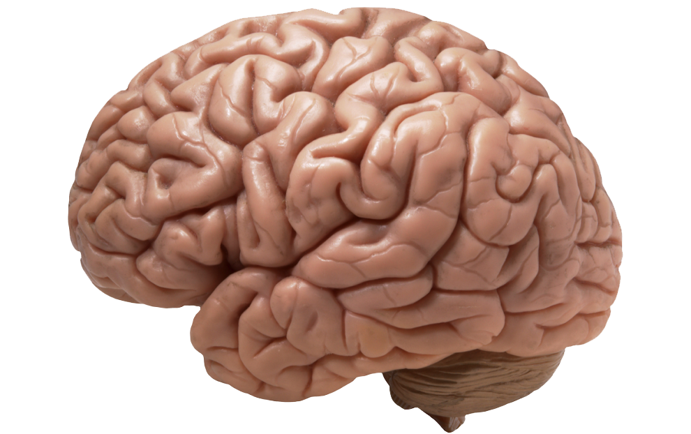 Real Brain Background PNG Image