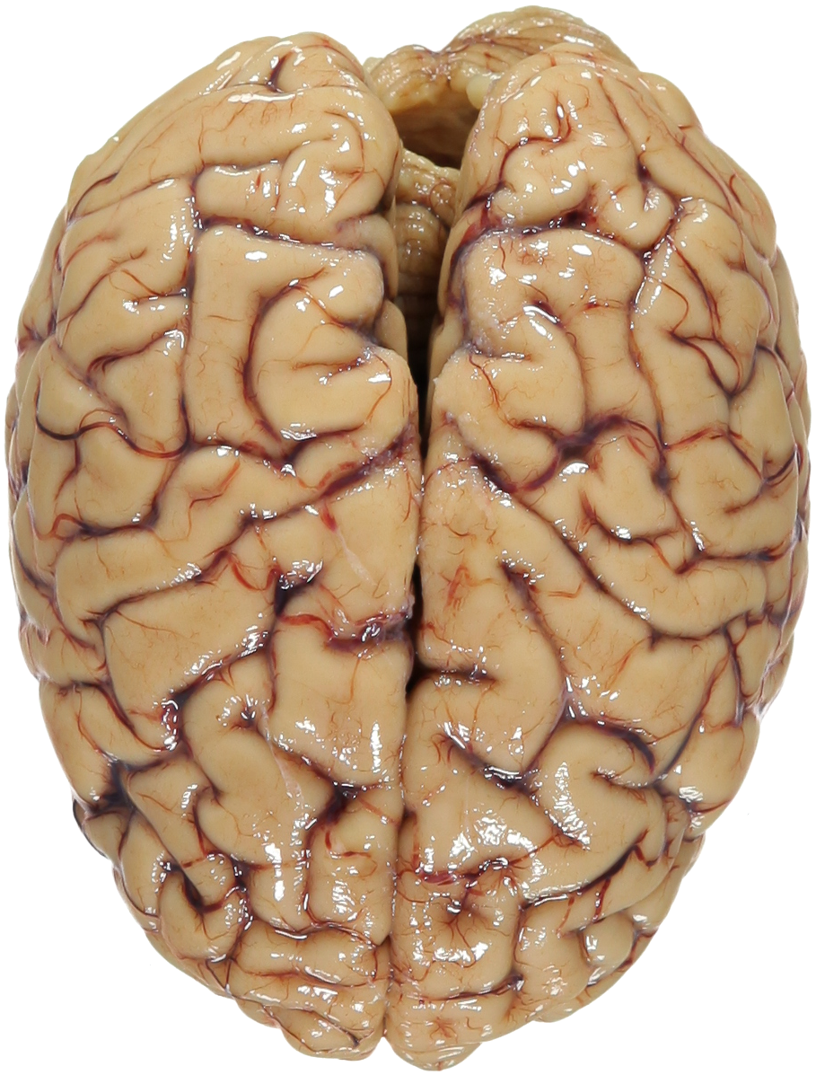 Real Brain Download Free PNG