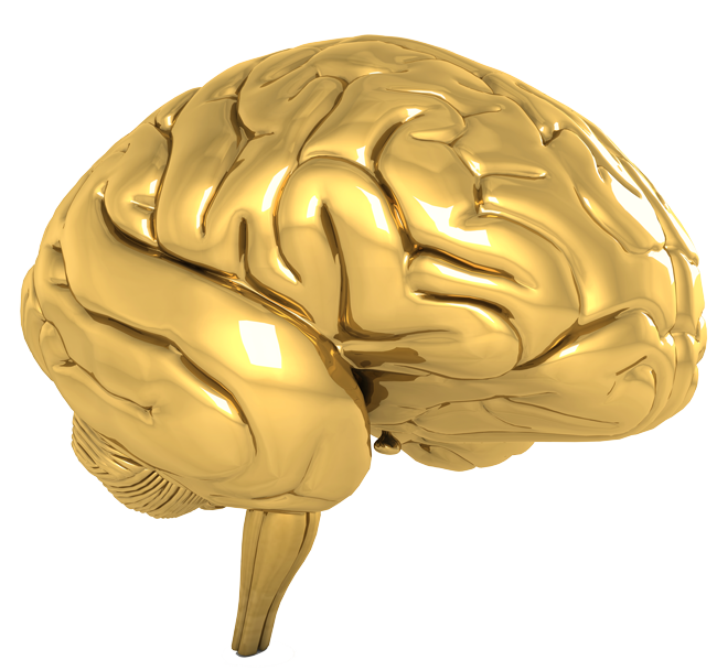 Real Brain PNG Clipart Background