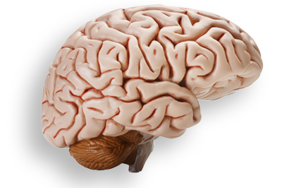 Real Brain PNG HD Quality