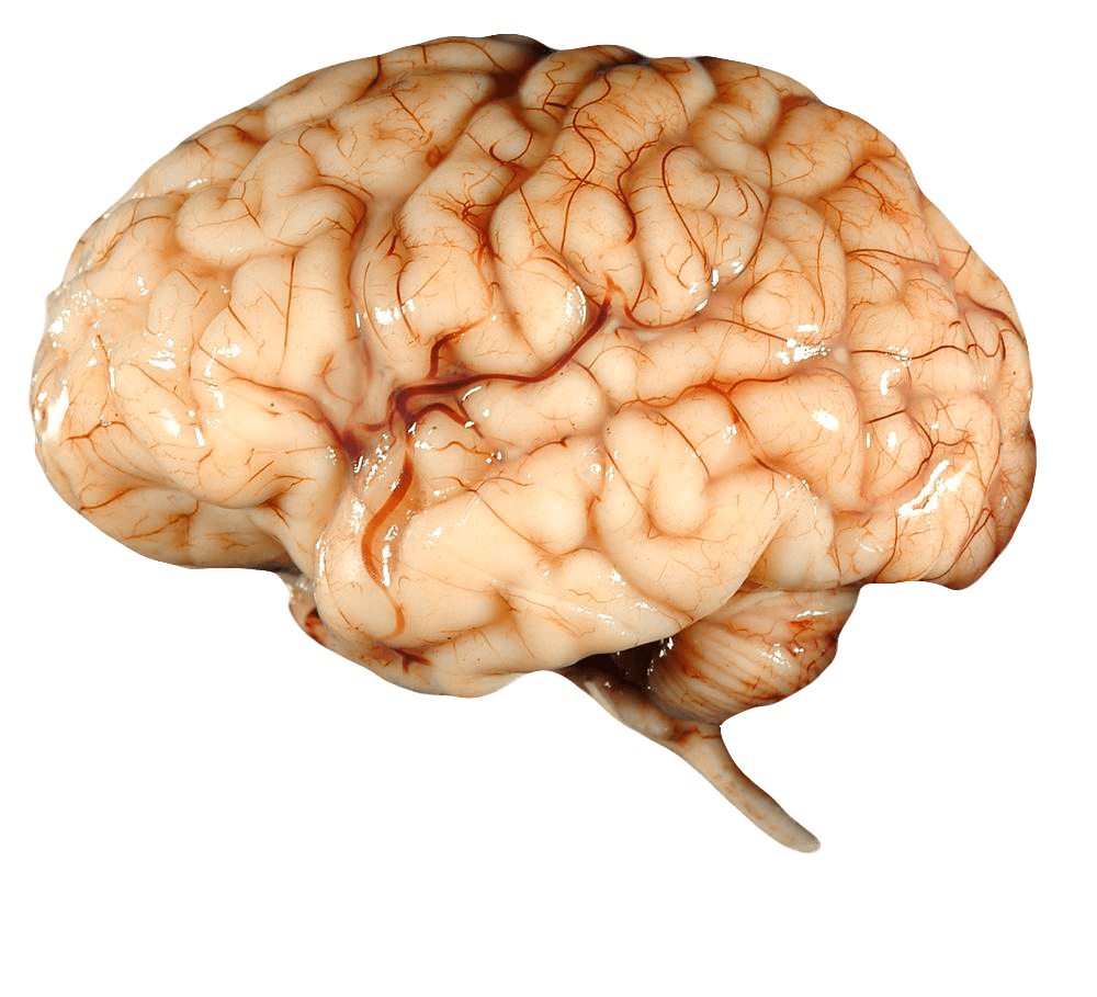 Real Brain Transparent Background