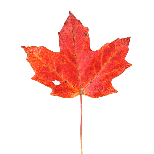 Red Maple Leaf Background PNG Image