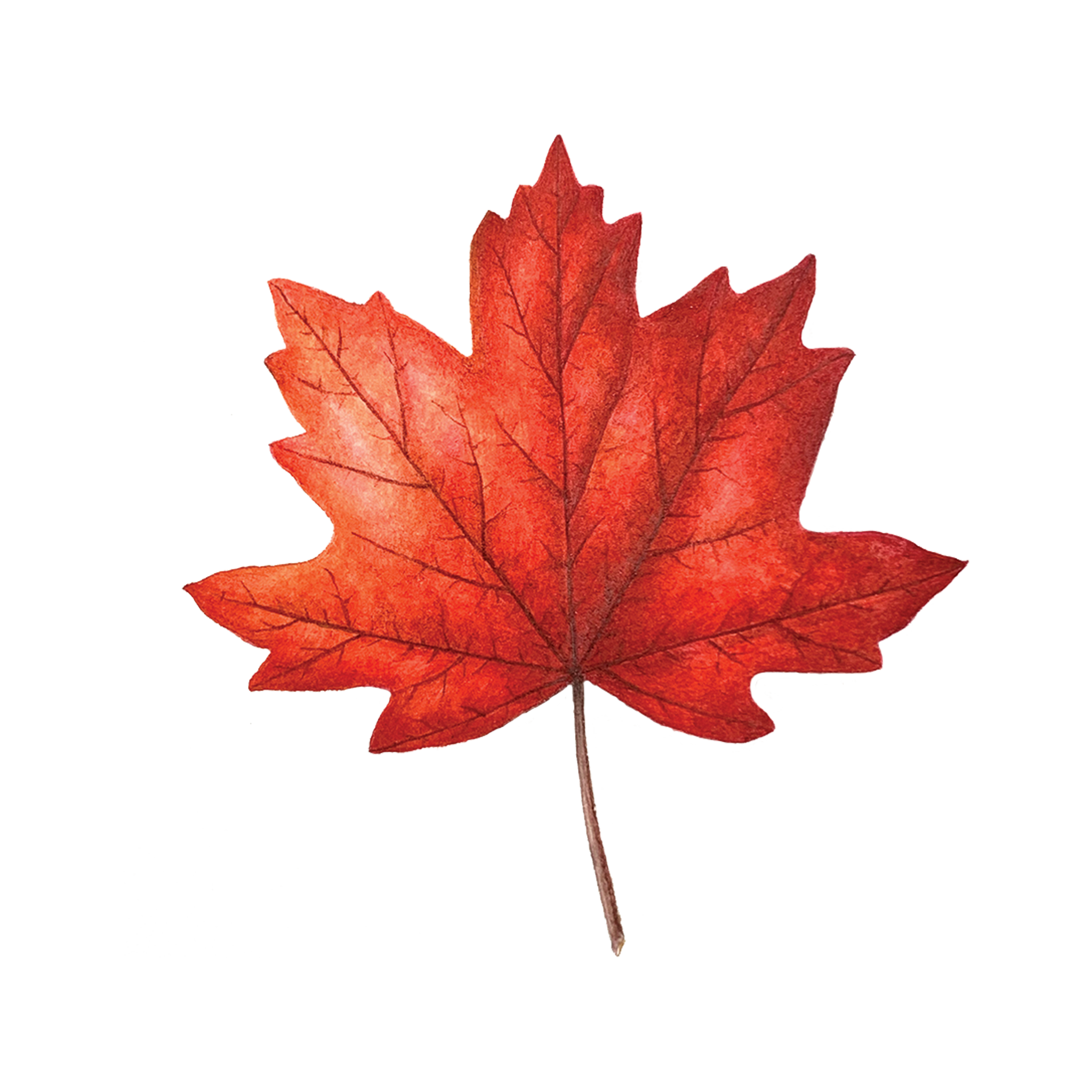 Red Maple Leaf PNG Free File Download