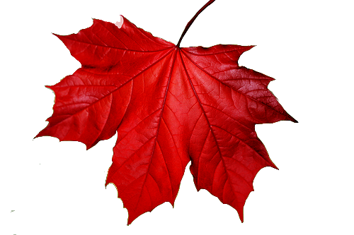 Red Maple Leaf PNG HD Quality