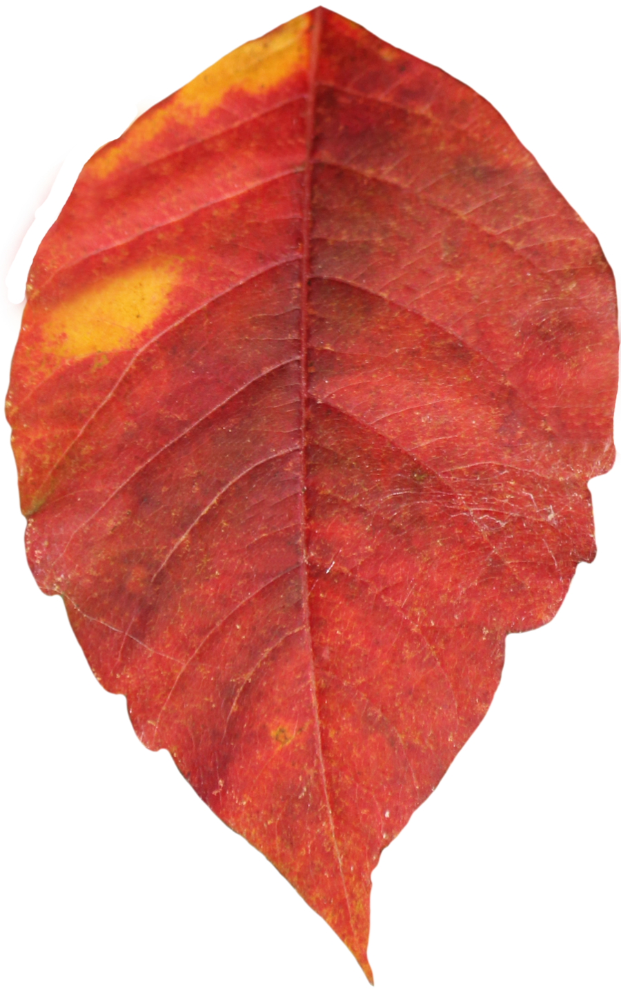 Red Maple Leaf Transparent Free PNG