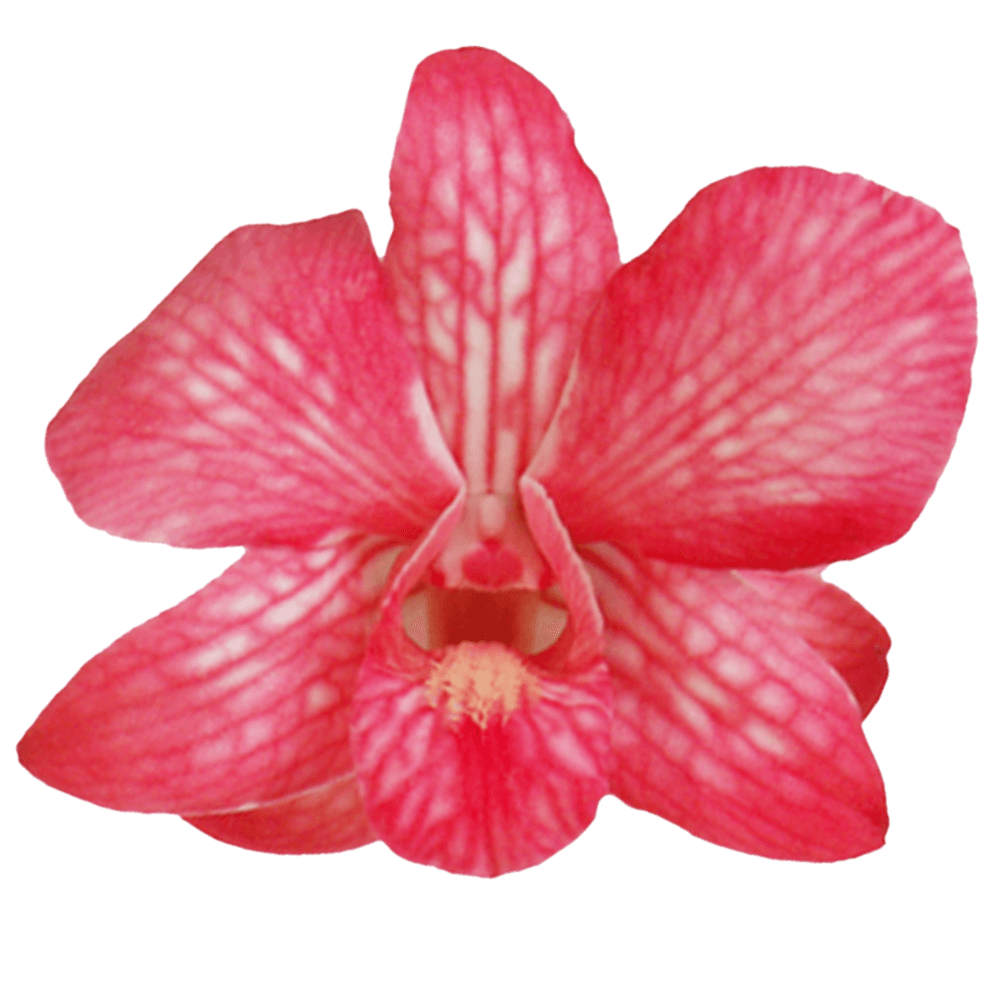 Red Orchids Background PNG Image