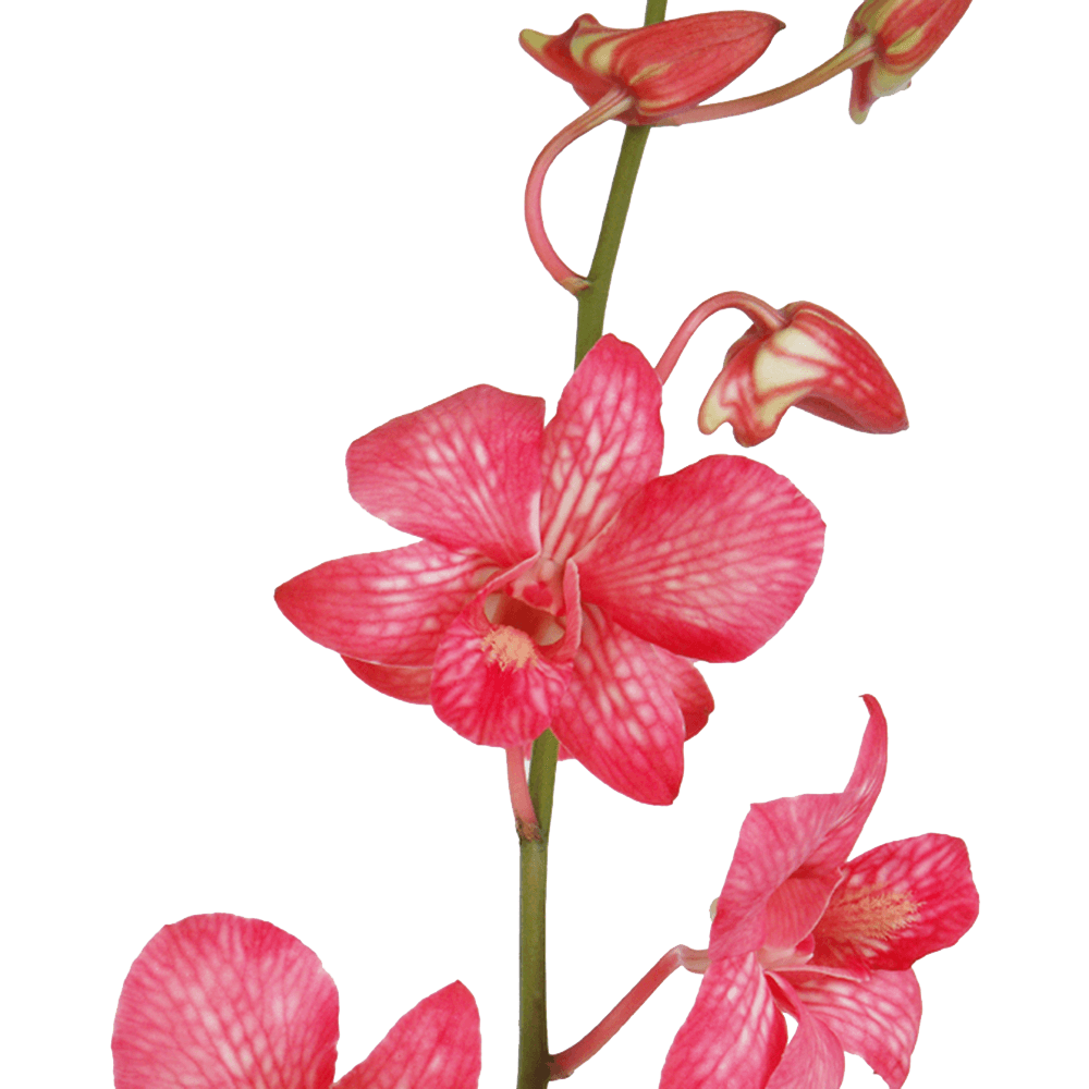 Red Orchids Download Free PNG