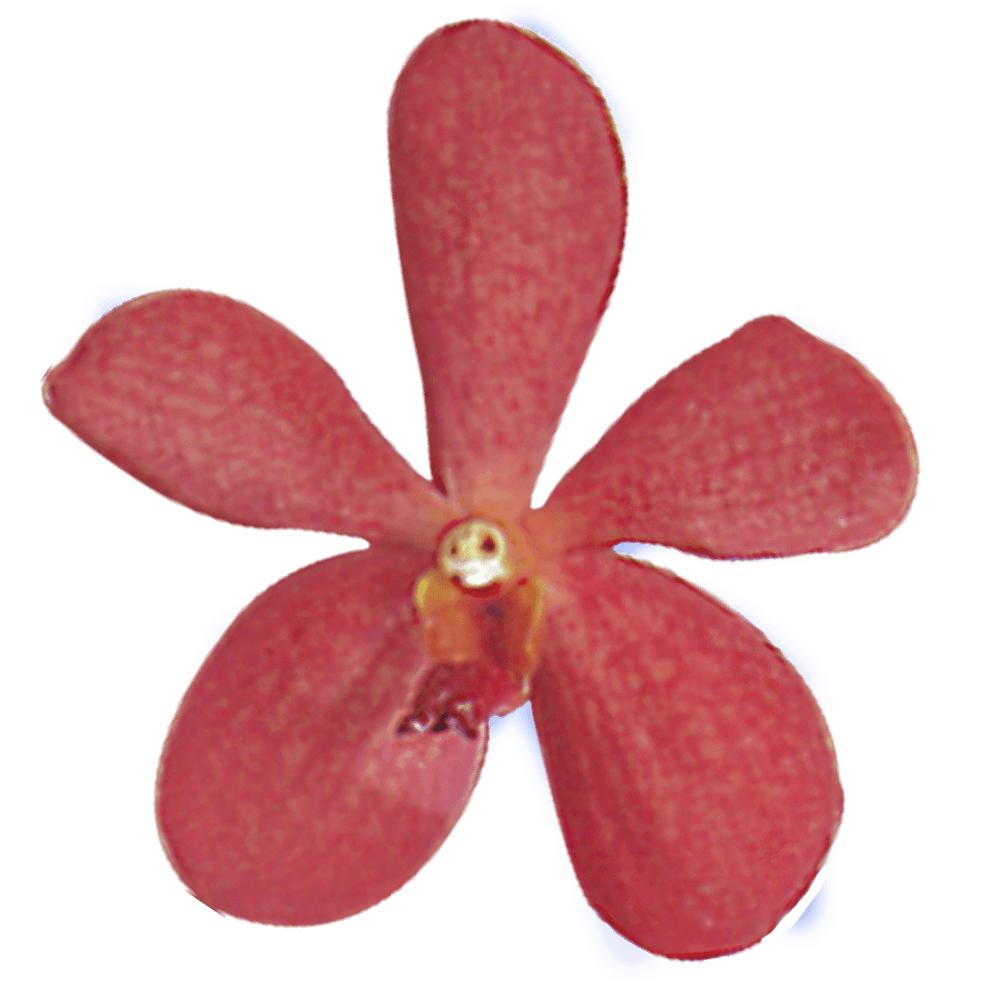 Red Orchids PNG Background