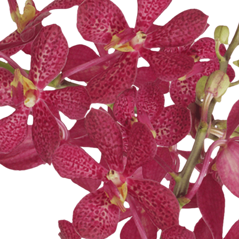 Red Orchids PNG Clipart Background