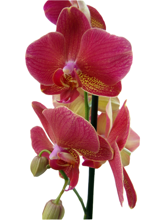 Red Orchids PNG Free File Download