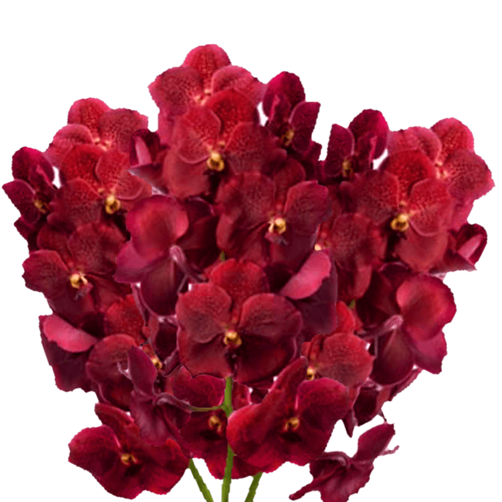Red Orchids PNG HD Quality