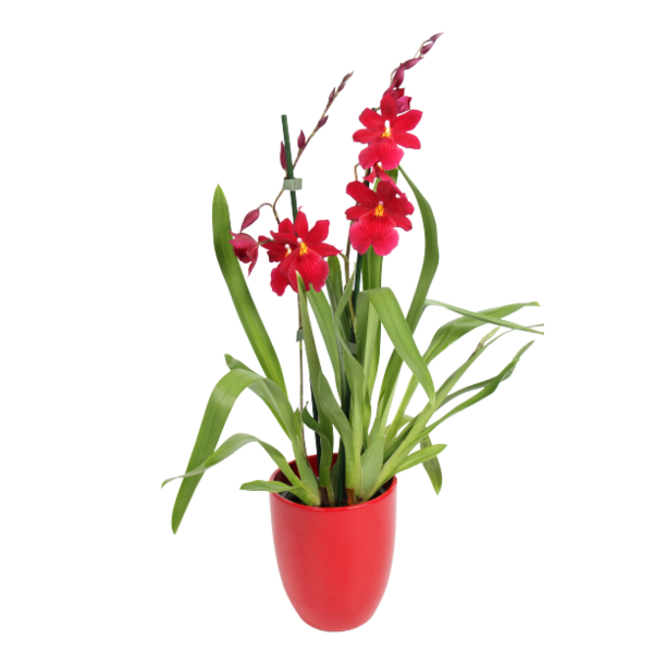 Red Orchids PNG Images HD
