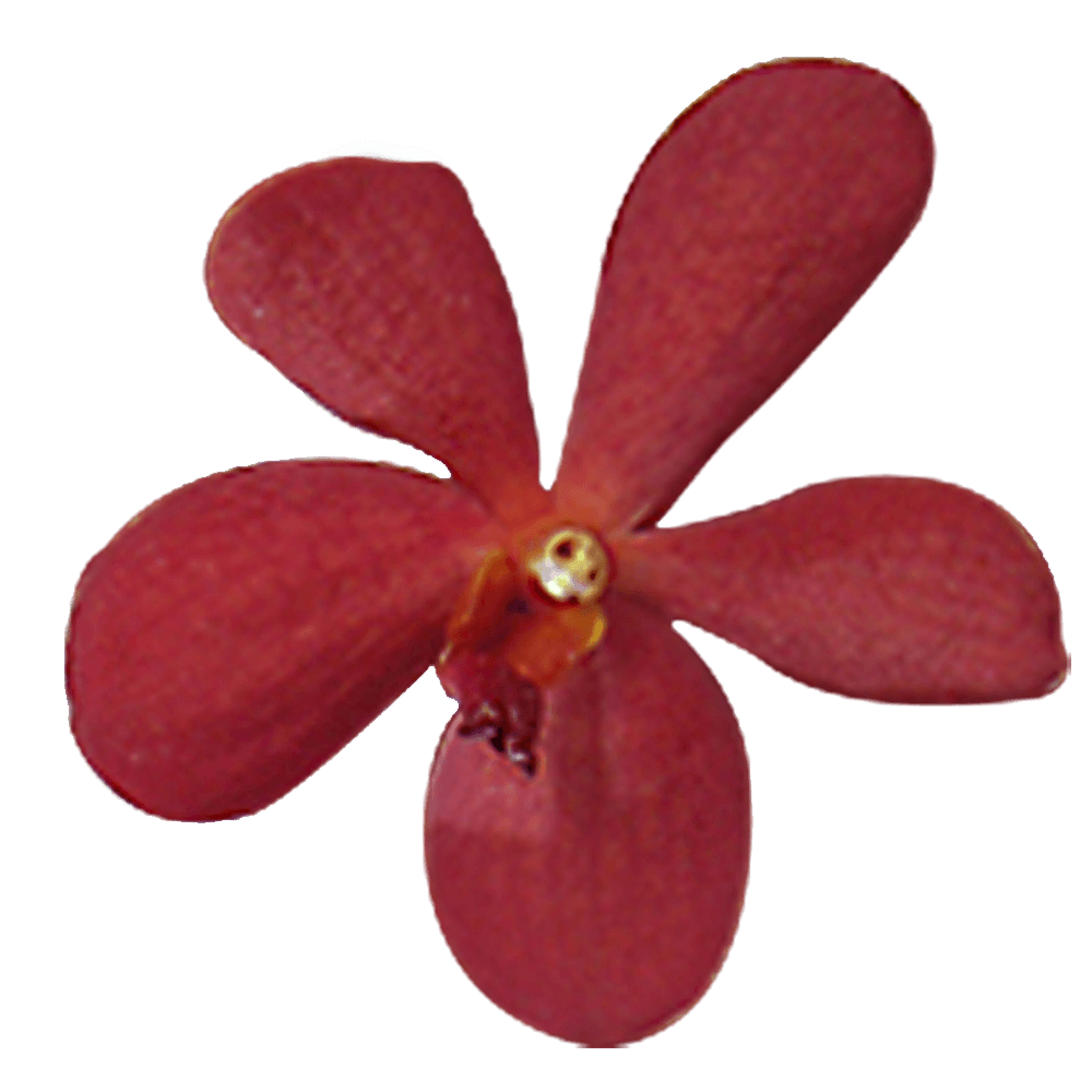 Red Orchids PNG Photos