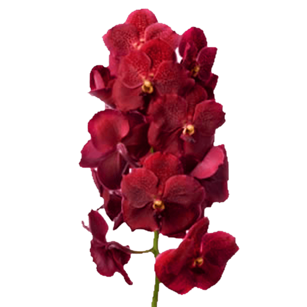 Red Orchids Transparent Background