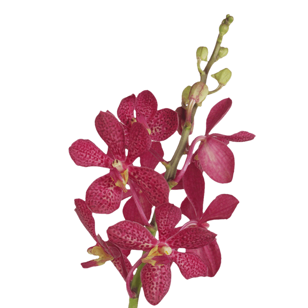 Red Orchids Transparent File