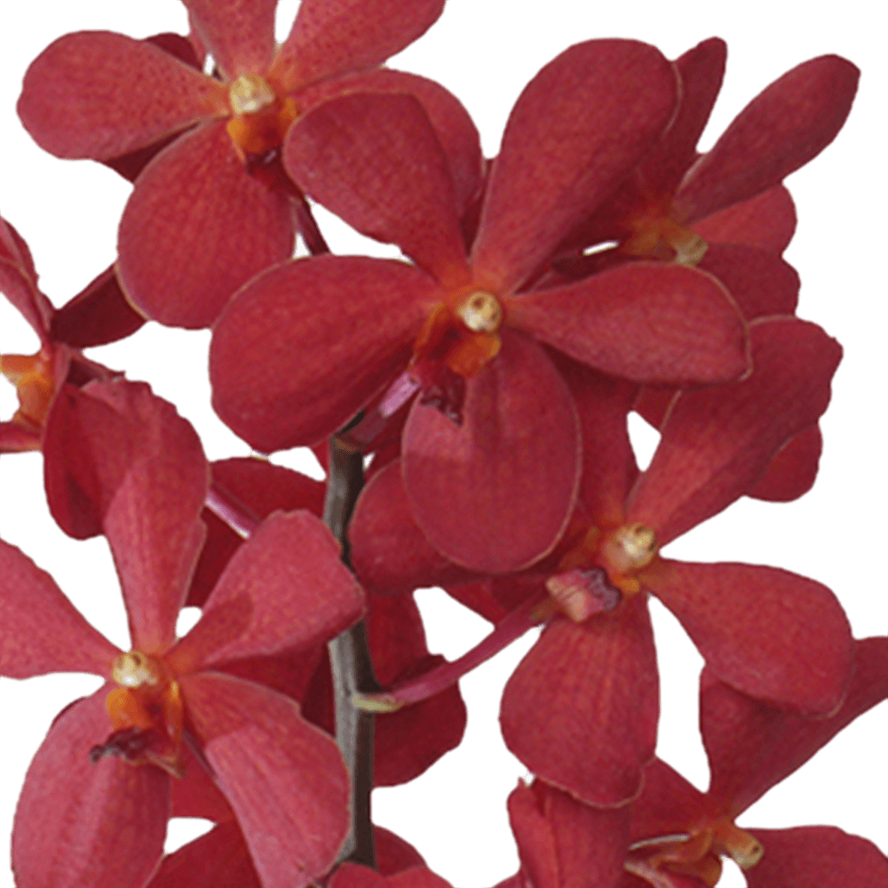 Red Orchids Transparent Free PNG